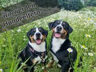 Wurfankündigung - Schortens