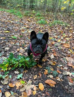 Französische Bulldogge / 6 Jahre weiblich - Embsen