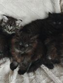 Norwegische Waldkatzen Kitten in 37589