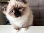 Ragdoll kater kitten geb.11.11.24 - Berlin Marzahn-Hellersdorf