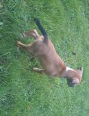 Mischlings Mix Welpen in 66482