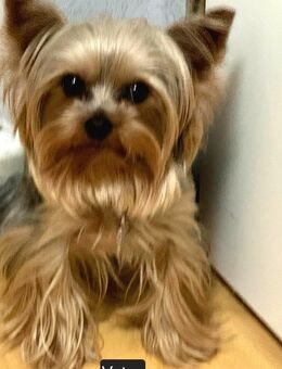 Reinrassige Yorkshire Terrier Welpen in liebevolle Hände abzugeben - Berlin
