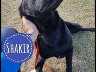 Shakir ein großer Hund mit großem Herz - Flörsheim-Dalsheim