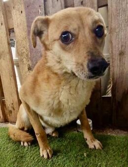 BENNO hat furchtbare Angst im Shelter - Koblenz