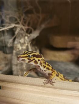 Leopardgecko Weibchen abzugeben - Schweinfurt