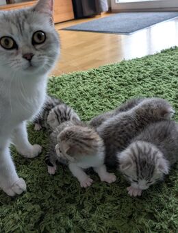 BKH Kitten Mix British Kurzhaar - Pocking