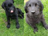 Wundervolle Labrador- Doggen- Mix Welpen - Putlitz