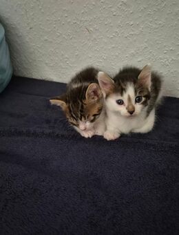 EKH Kitten - Gladbeck