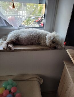 Welpen Bishon - Simbach (Inn) Zentrum