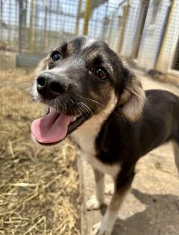 Asta Boy sucht sein Happy End! - Duisburg