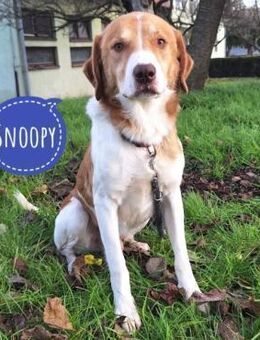 Snoopy ein Herzenshund - Mannheim