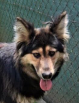 Hundedame ELZA - Gefrees