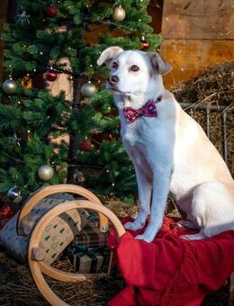 Snowy - klug&sensibel - Löwenberger Land