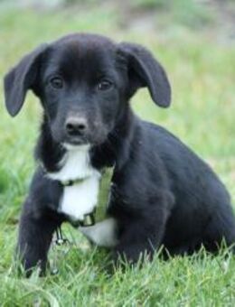 Celina sucht ihre Lieblingsmenschen... - Hagen (Stadt der FernUniversität)