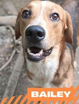 Bailey - hübsches, sanftes Kerlchen - Berlin