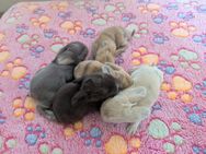 Zwergwidder, Lionlop, miniwidder - Plessa