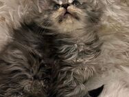 Wunderschönes *Typvolles* Maine Coon Coonie Mädchen mit Stammbaum - Herten