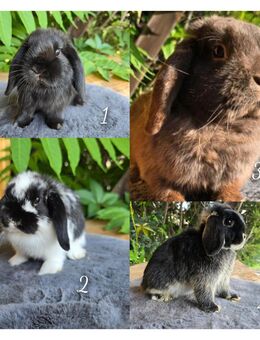 Zwergkaninchen Zwergwidder Kaninchen abzugeben - Giersleben