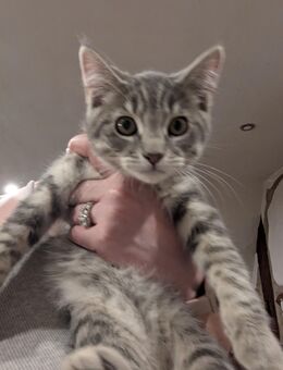Süsser Maine coon / BKH junge in Blau -grau - Kyritz