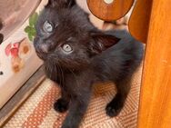 Zwei Miezen und ein schwarzer Kater suchen ein neues Leben - Schalkau