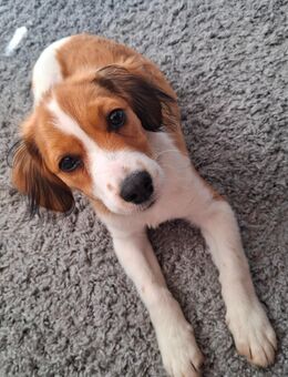 Kooikerhondje Welpe sucht liebevolles Zuhause für immer - Stralsund