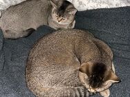 BKH Katze und Kater - Augsburg