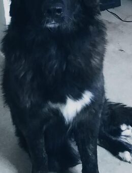 Hund sucht neues Glück - Braunschweig