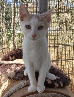 Kater Lukas entdeckt die Welt! - Bergkirchen