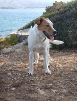 Sotiria sucht ihr Glück! - Krefeld