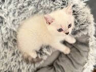 Außergewöhnlicher BKH Kater - Weiß mit stark gemustertem Schwanz & blauen Augen - Trostberg