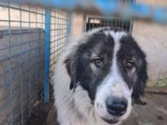 Rocky - freundlicher Riese - Dreikirchen