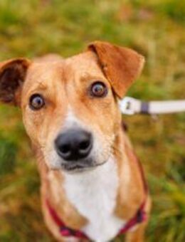 NELLY - Kämpferin mit großem Herzen - Kallmünz