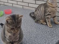 2 Babykatzen - Viersen