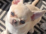 Typvoller Creme Husky Chihuahua Boy - Aachen
