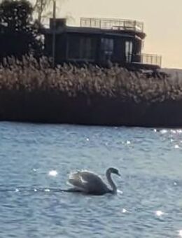 Grundstück mit od. oh. Haus am Wasser in idyllischer Lage gesucht - Wunstorf