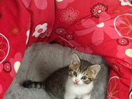 Kitten abzugeben, männlich - Attendorn (Hansestadt)