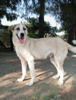 JOJO - tapferer Kämpfer möchte ankommen - Aerzen