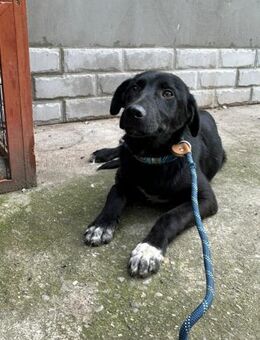 Yeti neugieriger Jungspund - Gerlingen