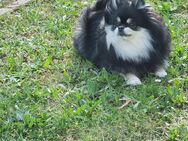 Pomeranian Weibchen - Minden (Nordrhein-Westfalen)