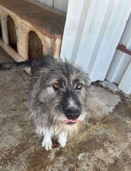 Lieber JABBA sucht liebe Familie - Neuberg