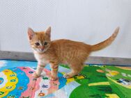 Bengal-Mix Kitten Kätzchen Mädchen - Grevenbroich