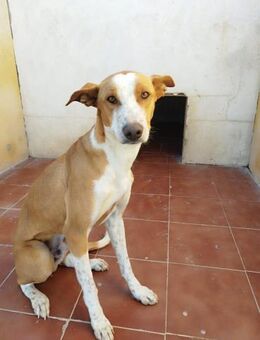 Lazaro, vorsichtiger Hundejunge sucht... - Wöllstadt