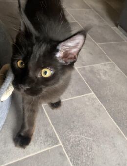 Reinrassiger Maine Coon Kater - Luckenwalde
