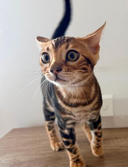 Bengal Kitten - Dachau Zentrum