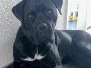 Tommy - wo sind die Cane Corso Fans? - München