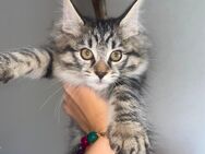 Main Coon Mischlingskätzchen - Kernen (Remstal)