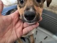 tolles Welpenmädchen AVANTI ♥ - Duisburg