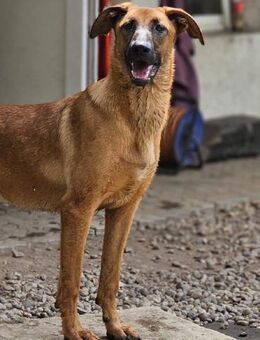 Dido sucht ihr Für-Immer-Zuhause - Schwaig (Nürnberg)