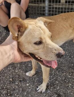 Aron- hofft auf seinen ❤️❤️❤️Mensch - Grevenbroich