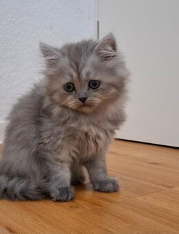 Britisch kurzhaar KITTEN 😻 - Stuttgart